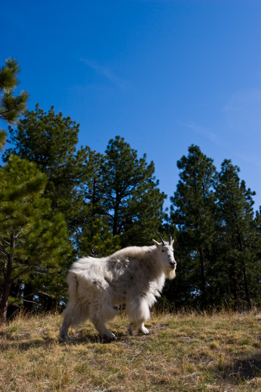 Mountain Goat